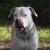 Dog Argentyński: Silny, Lojalny i Wielki Obrońca